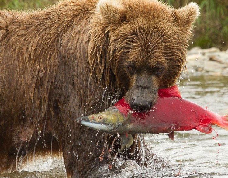 A brown bear catches a spawning salmon in its mouth while standing in the water at Brooks Falls, Katmai National Park & Preserve, Alaska.