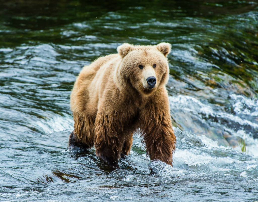 A brown bear wades in the water at Brooks Falls, Katmai National Park & Preserve, Alaska.