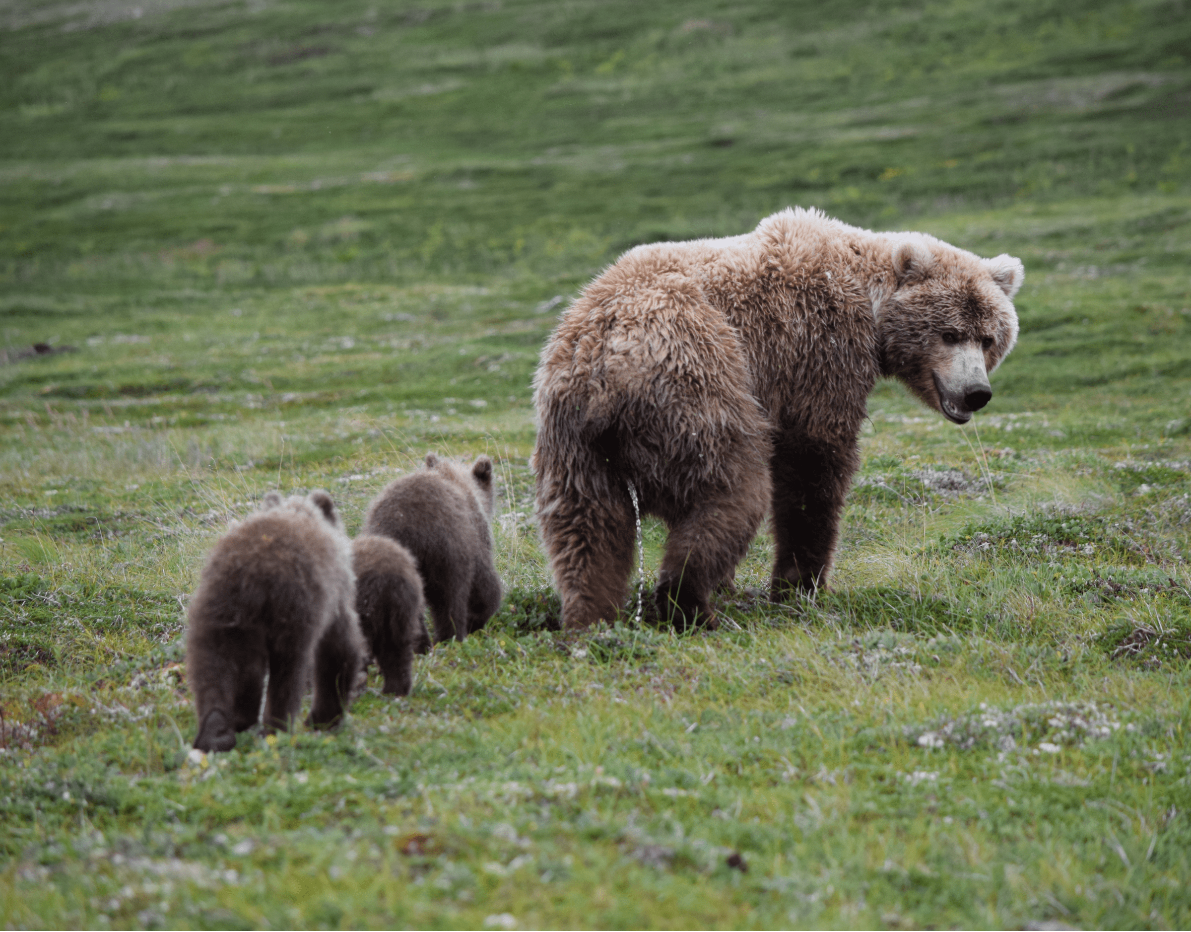 A mama brown bear leads her two cubs across a field of green grass in Katmai National Park & Preserve, Alaska.